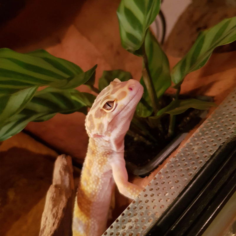 Gecko